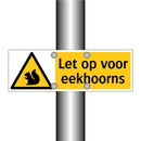 Let op voor eekhoorns